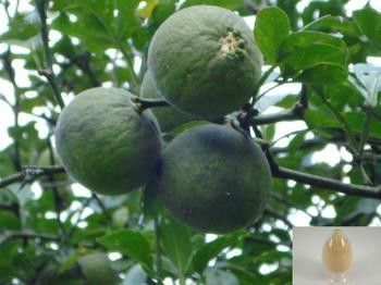 China Van het de Bittere Sinaasappelfruit van Sevilla HPLC van het Uittrekselsynephrine 6-98% Oplosbare Extractie leverancier