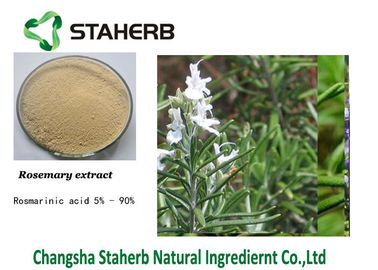 China Ursolic Zure Rosemary Herbal Plant Extract leverancier