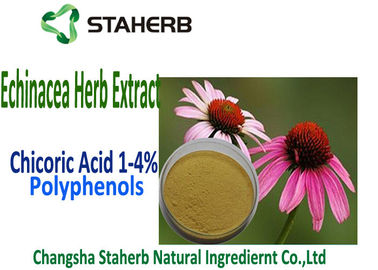 China Het natuurlijke Zuur van het Uittrekselchicoric van Echinacea Purpurea, Polyphenol, Echinacea-uittreksel leverancier