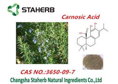 China Rosemary Leaf Extract Of Ursolic Zuur, Rosmarinic-Zuur, het Zure Poeder van Carnosic leverancier