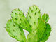 Van het het Gewichtsverlies van het cactusuittreksel het Poederverhouding 10/1 Oplosbare Extractie voor Kosmetisch Gebied leverancier