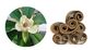 antimicrobial installatie haalt het uittrekselhonokiol van de magnoliaschors voor gezonde supplementen leverancier
