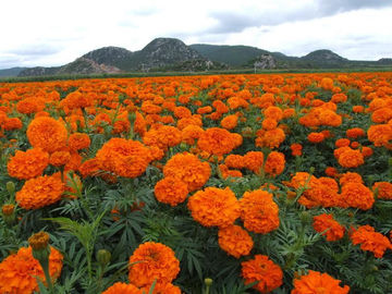 China Van de de Additievenslinger/Zijde van het luteïne5% Phytogenic Voer het Uittrekselpoeder van Goudsbloembloemen leverancier