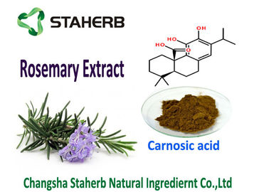 China Het natuurlijke Rosemary Leaf Extract van Antioxidants Carnosic Zure 5-90% Goede Additief voor levensmiddelen Oliesouble leverancier