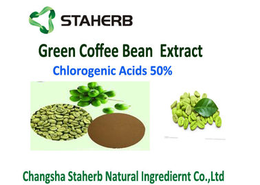 China Antibacterieel van de Anti-oxyderende Groen het Uittreksel Chlorogenic Zuur 50% verloren gewicht Koffieboon leverancier