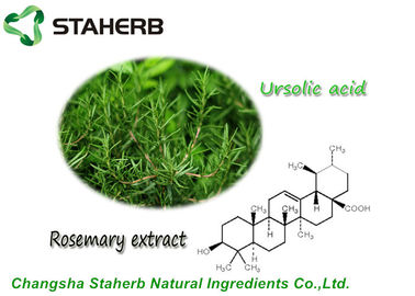 China Antioxdentrosemary Leaf Extract Ursolic Acid Poeder voor Cusmetic-Product leverancier